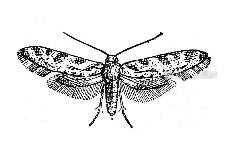 古董插图:Alucita moth